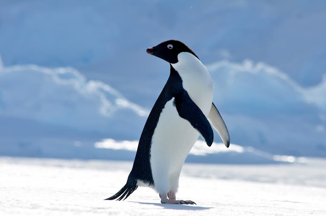 Adélie Penguin