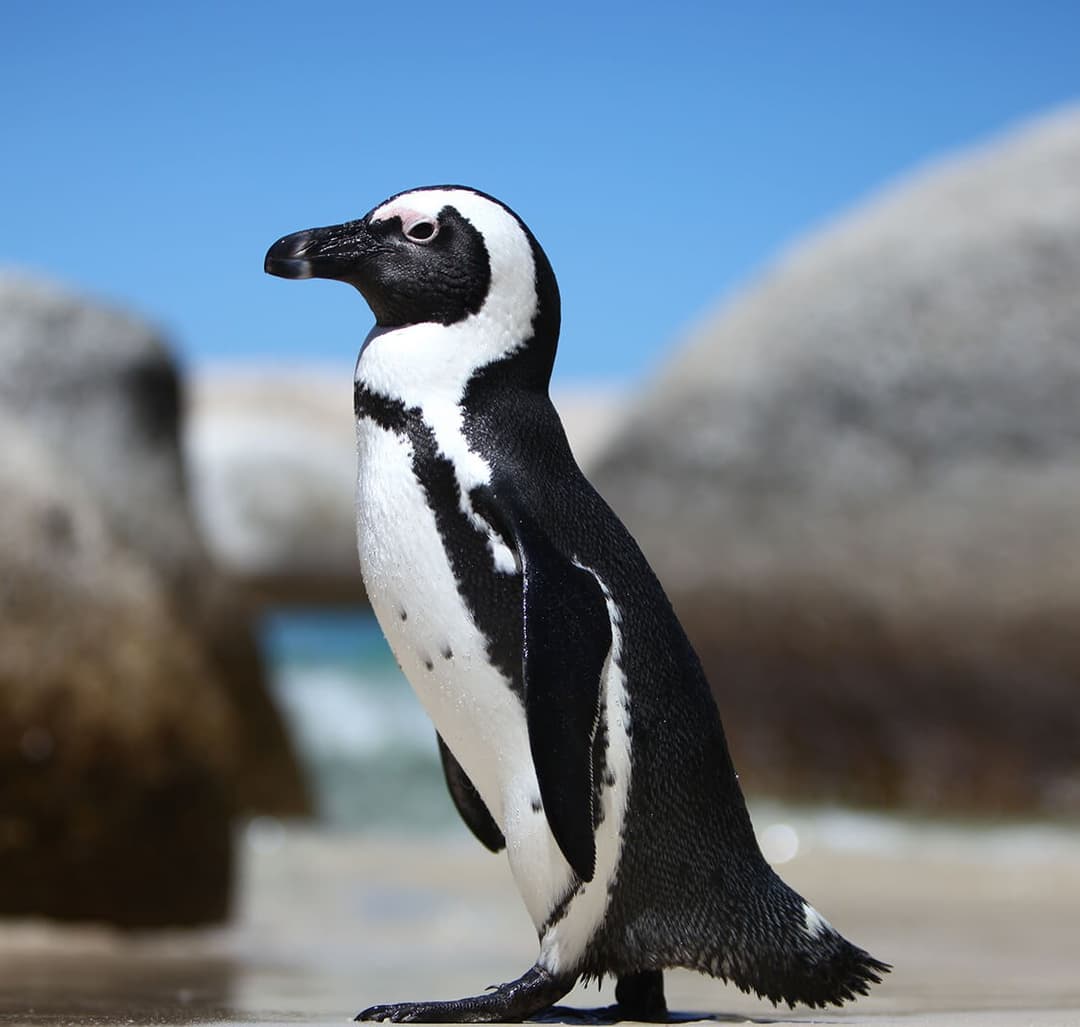 African Penguin