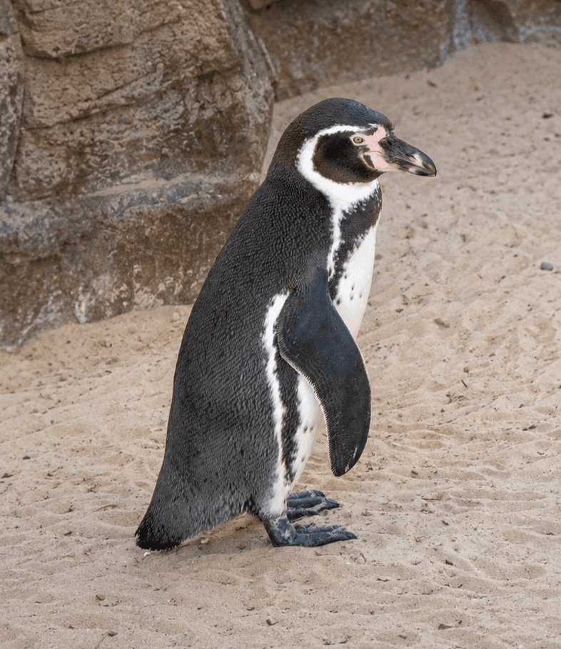 Humboldt Penguin