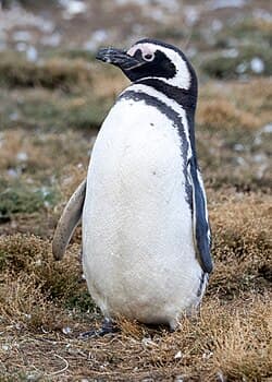 Magellanic Penguin