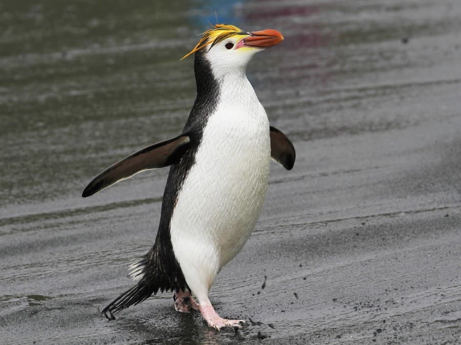 Royal Penguin