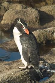 Snares Penguin