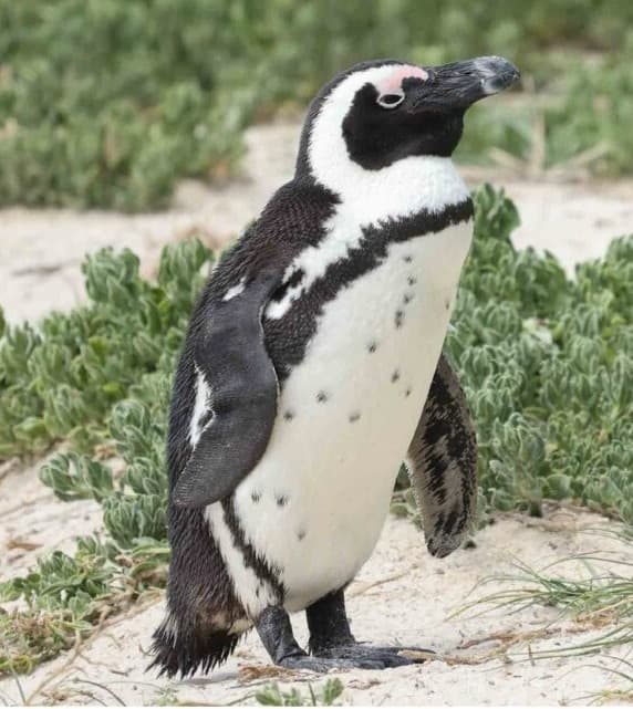 African Penguin adult