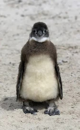 African Penguin chick