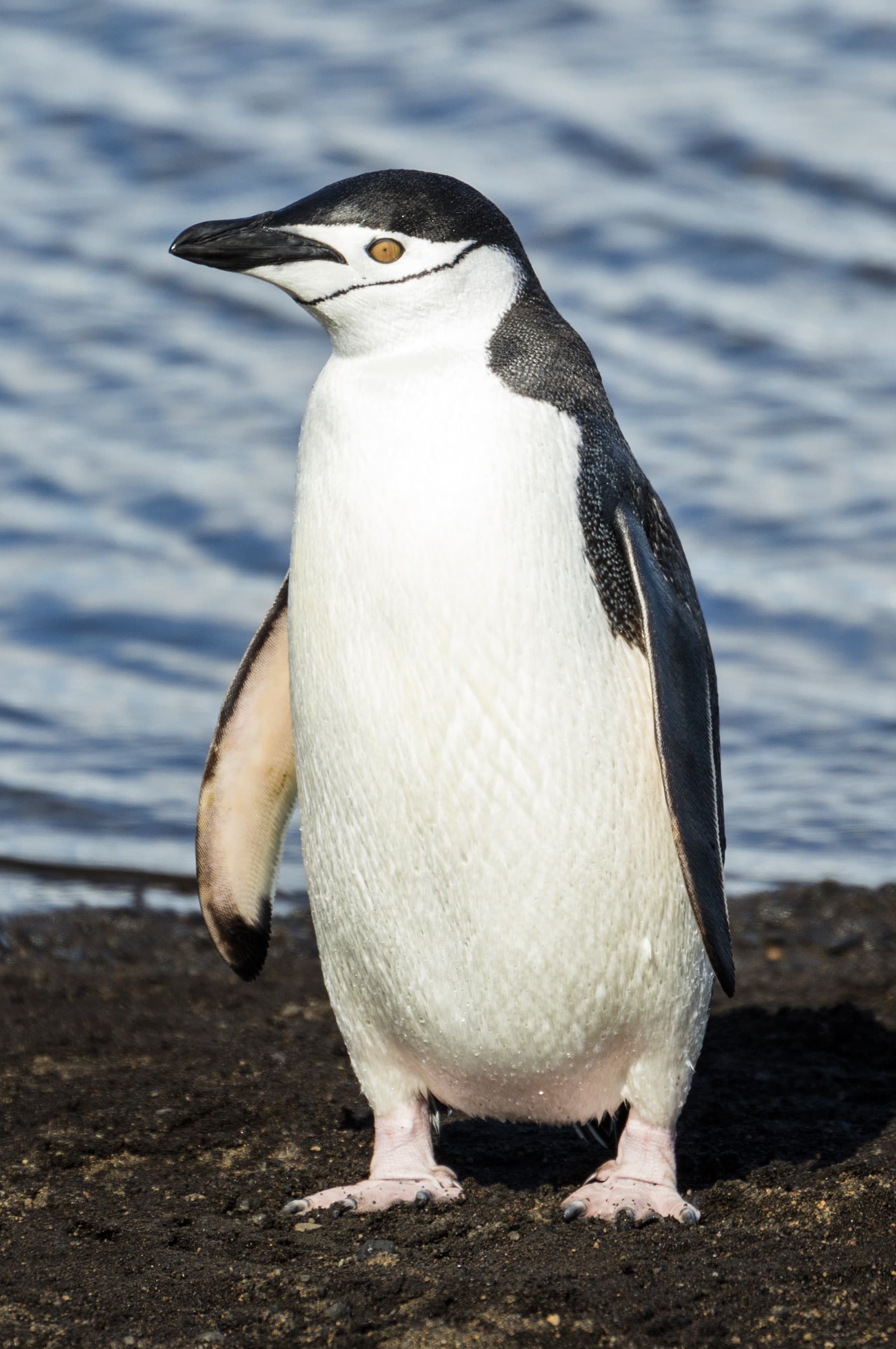 Chinstrap Penguin adult