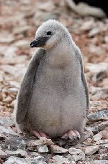 Chinstrap Penguin chick