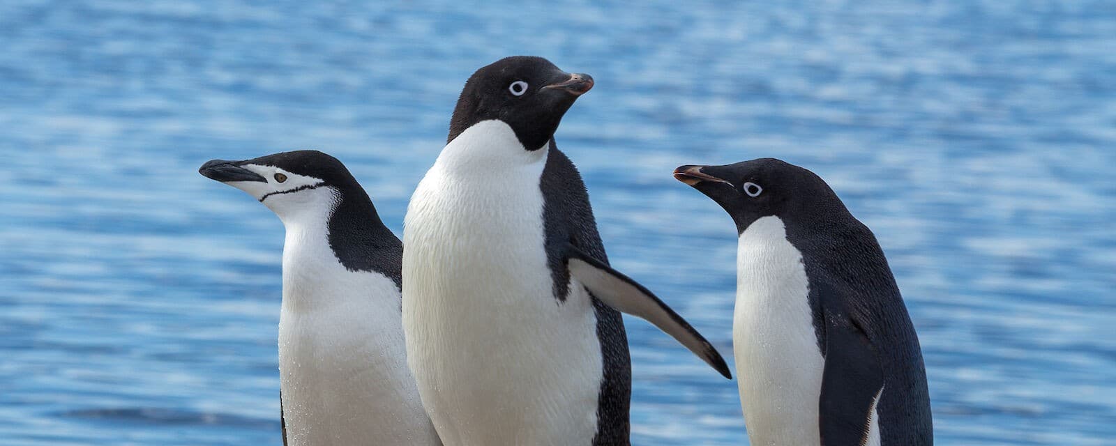 Chinstrap penguins