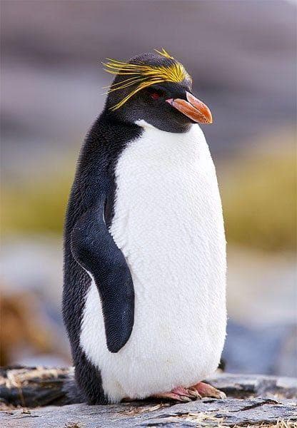 Macaroni Penguin adult
