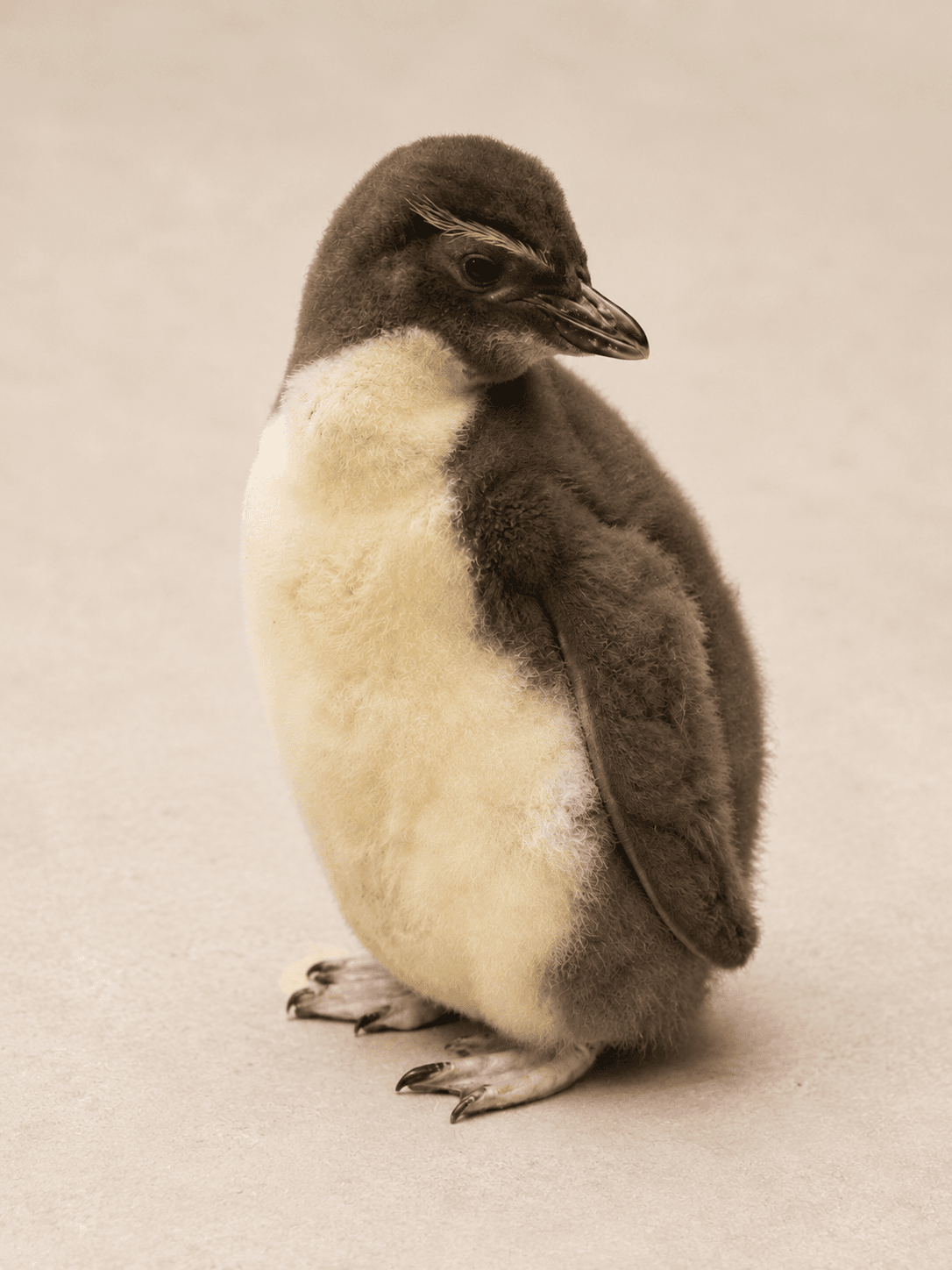 Macaroni Penguin chick