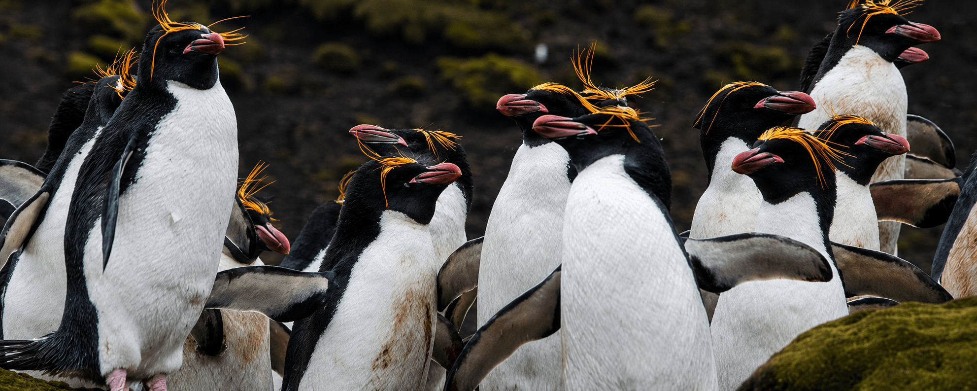 Macaroni penguins