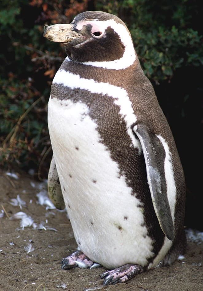 Magellanic Penguin adult