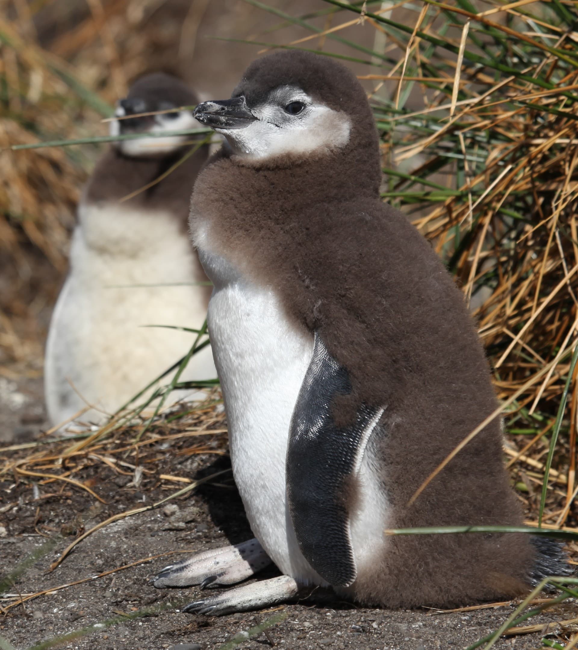 Magellanic Penguin chick