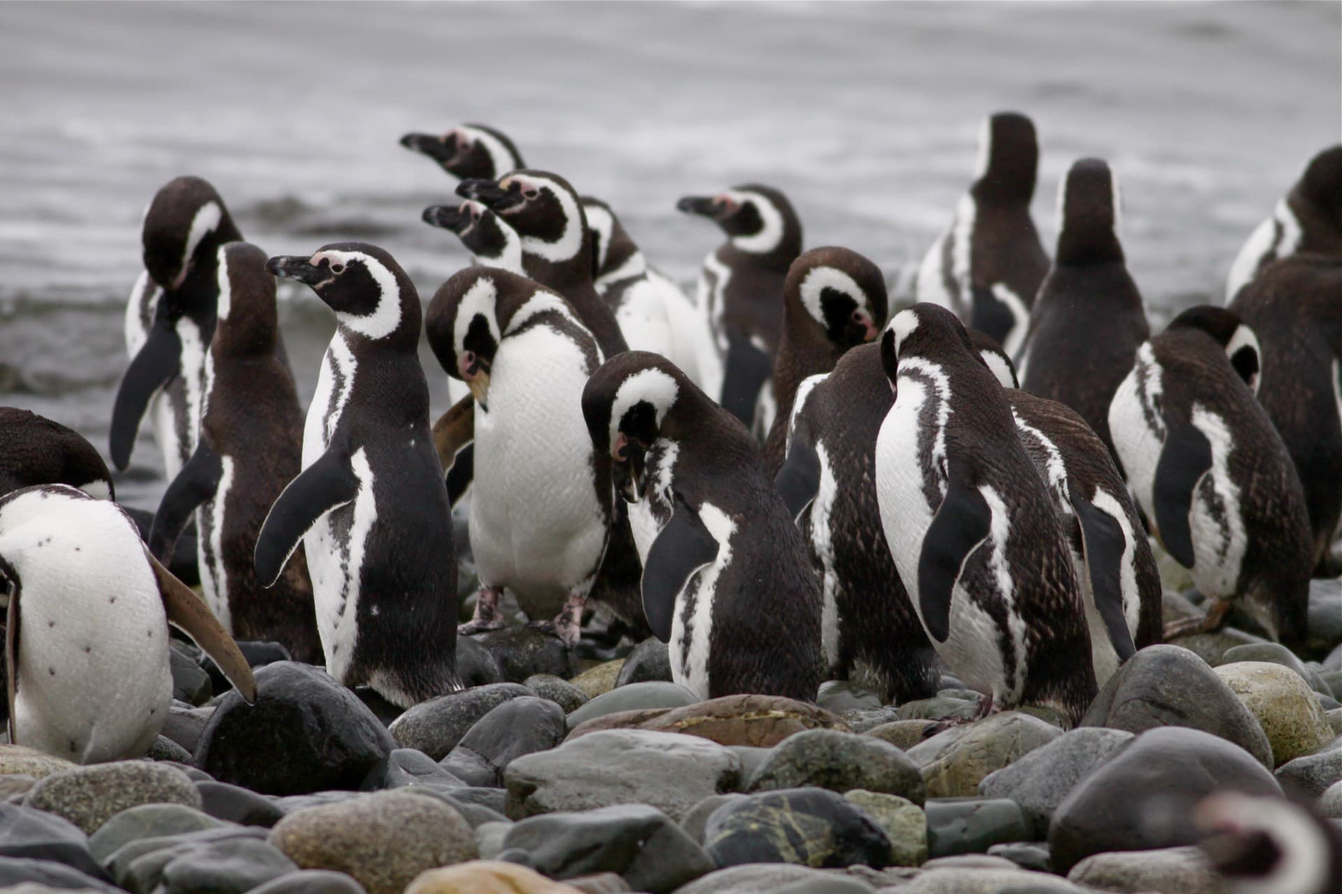 Magellanic penguins