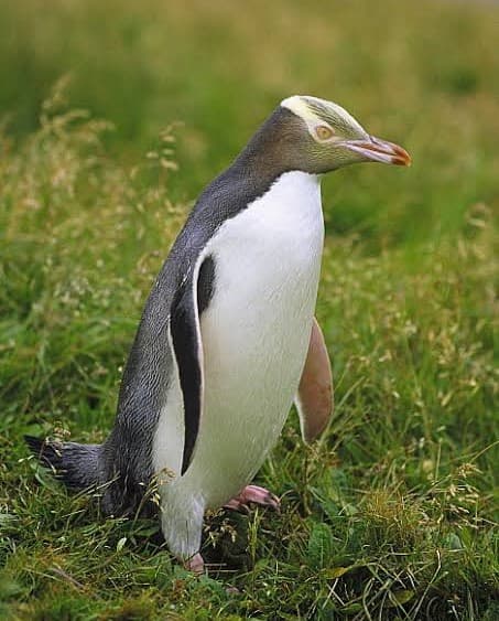 Yellow-eyed Penguin adult