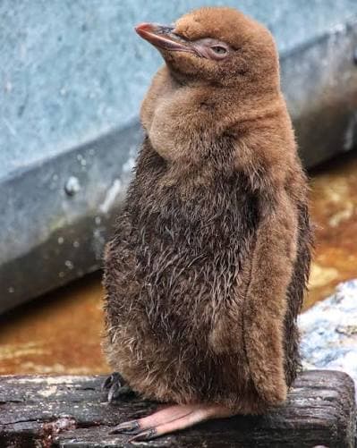 Yellow-eyed Penguin chick
