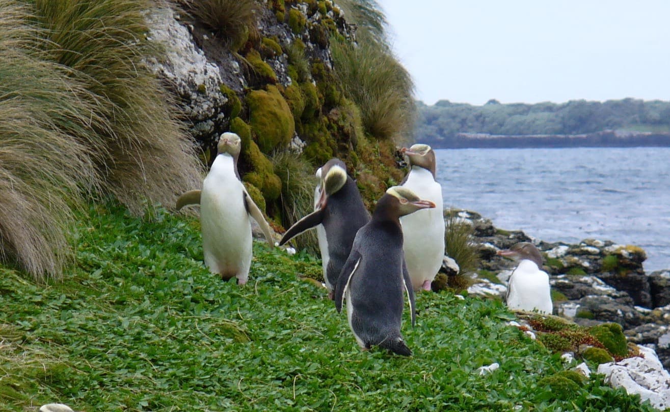 Yellow-eyed penguins