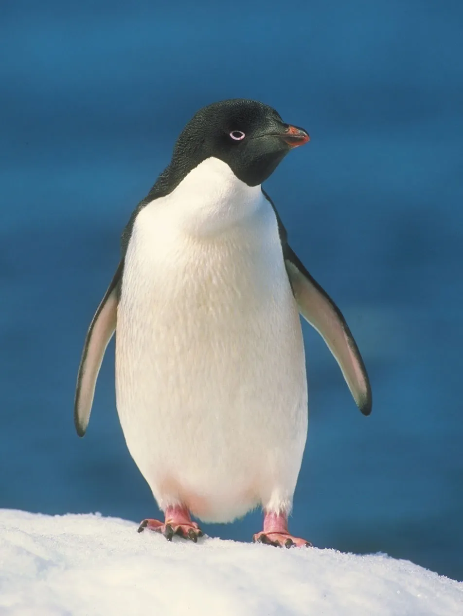 Adélie Penguin adult