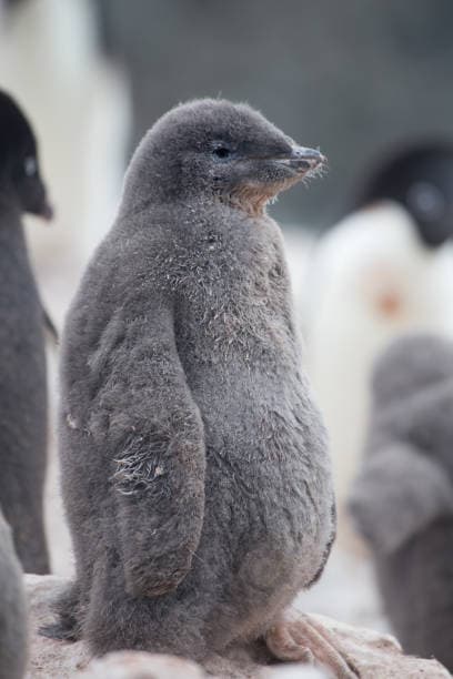 Adélie Penguin chick