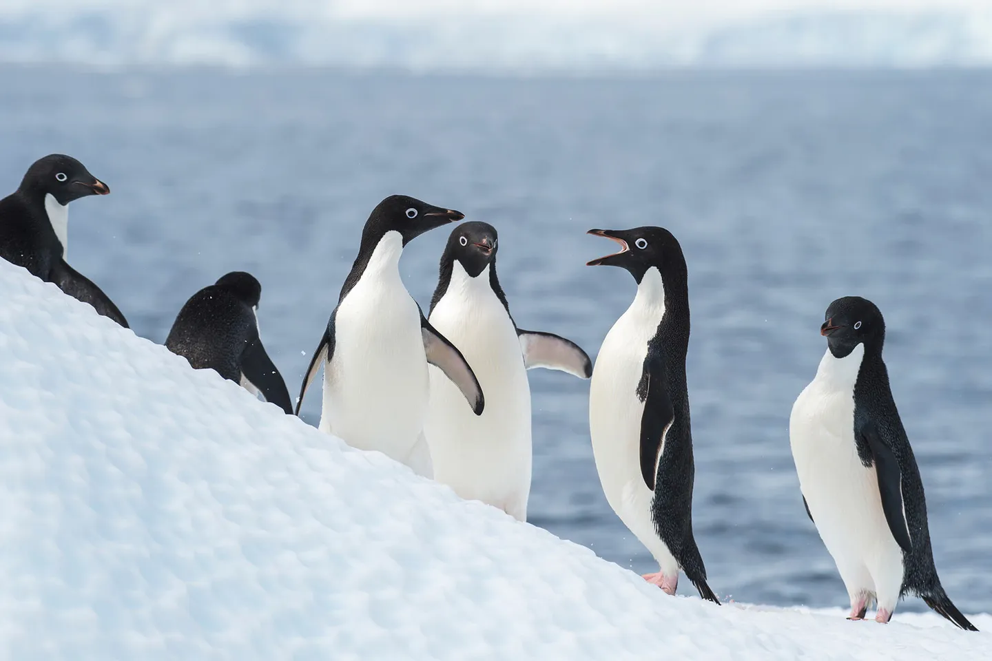 A group of Adélie penguins in Antarctica