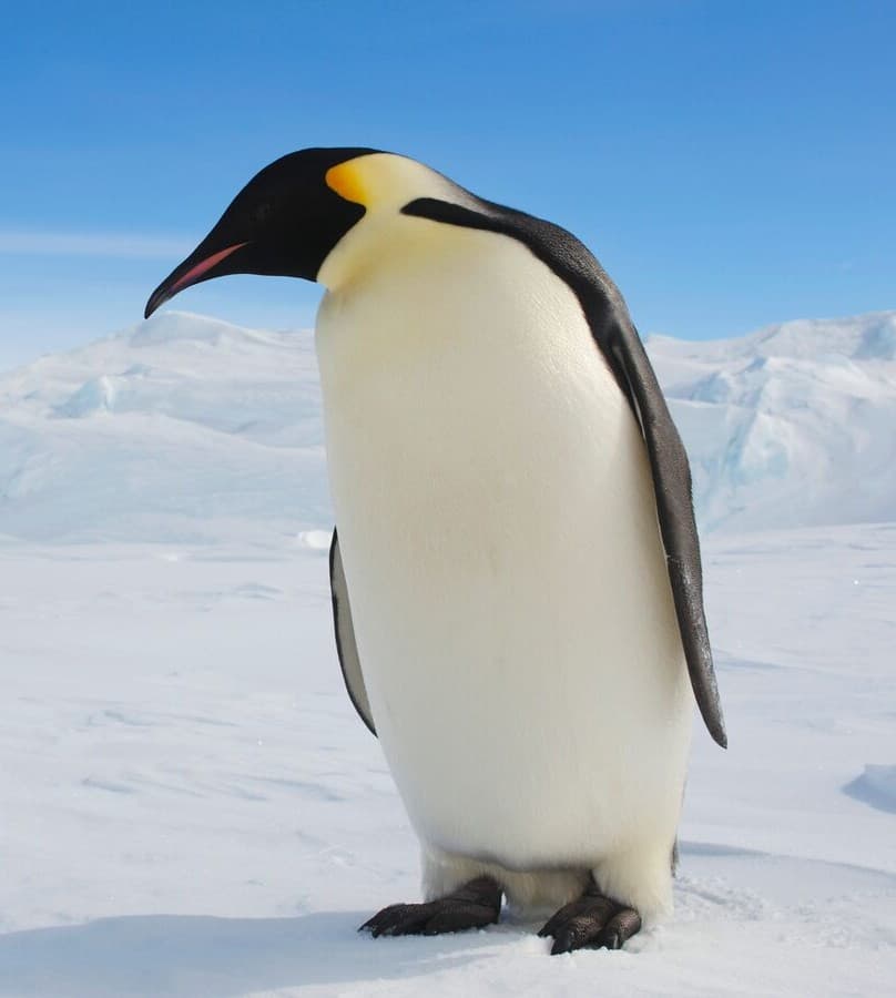 Emperor Penguin adult