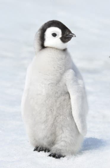 Emperor Penguin chick
