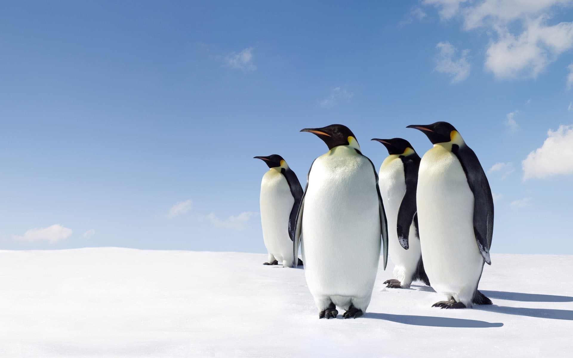 Emperor penguins