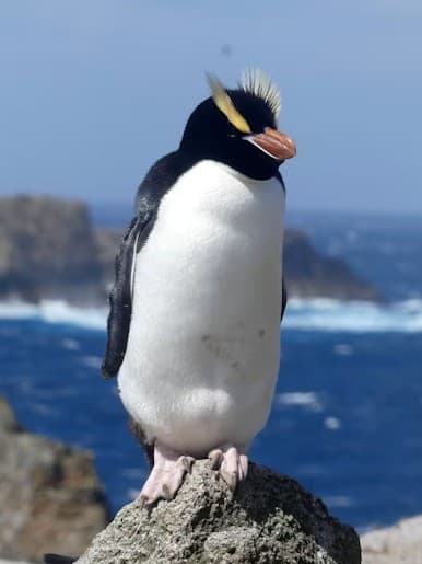 Erect-crested Penguin adult
