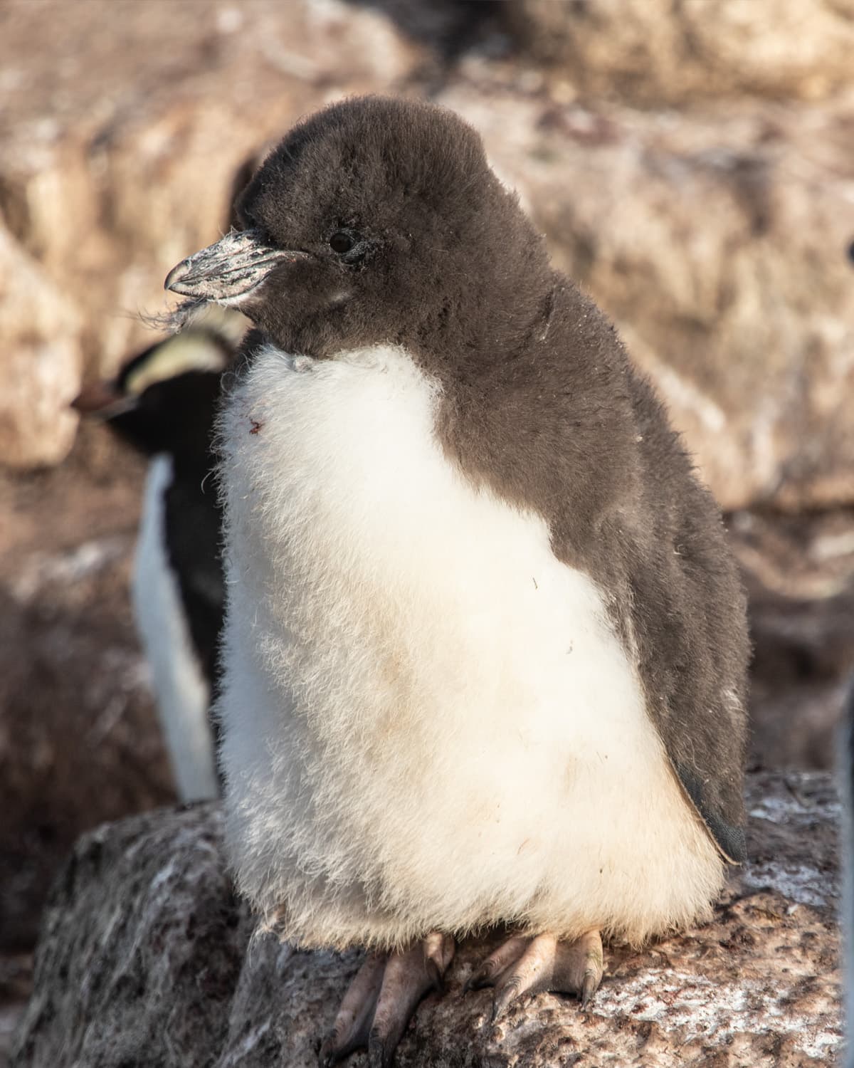 Erect-crested Penguin chick