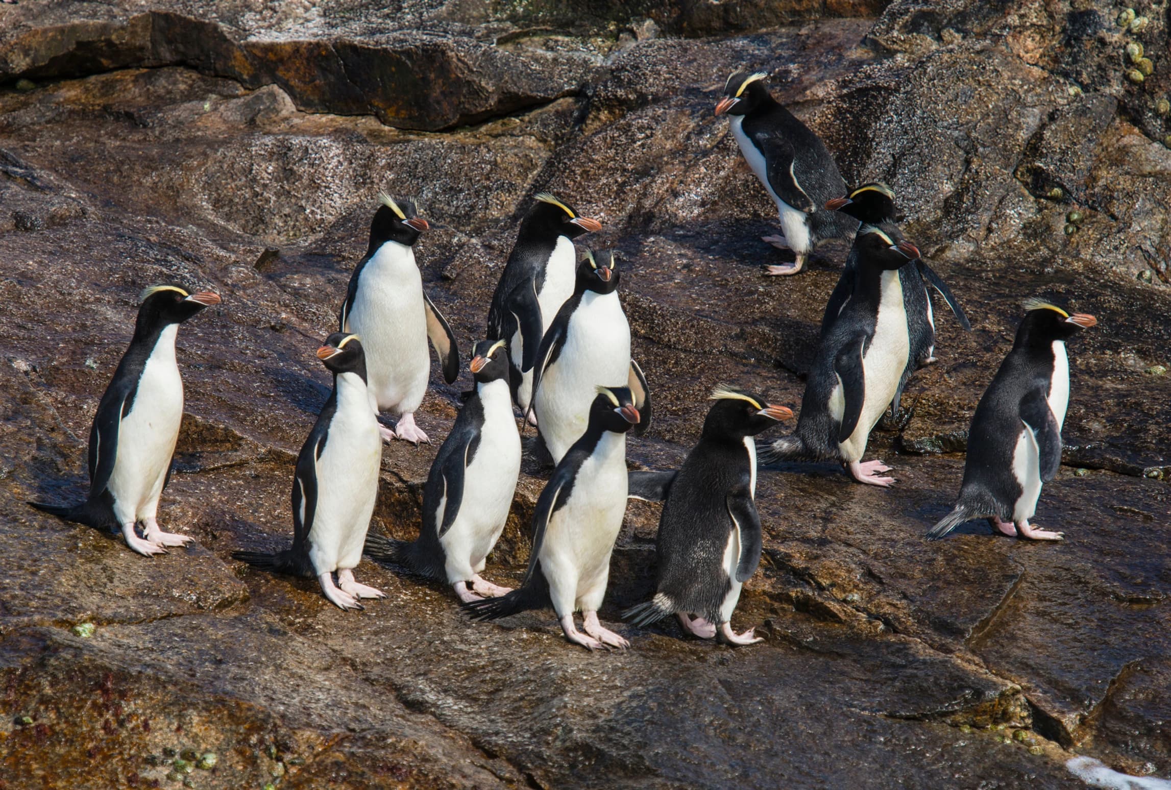 Erect-crested penguins