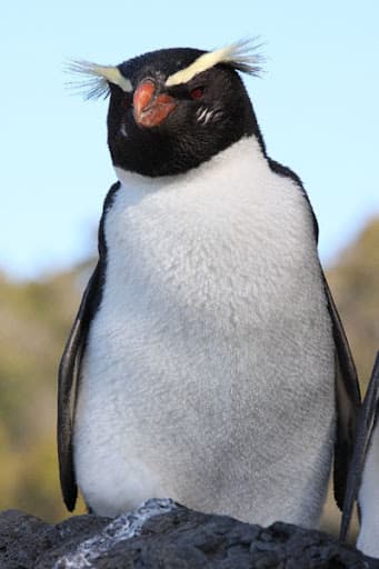 Fiordland Penguin adult