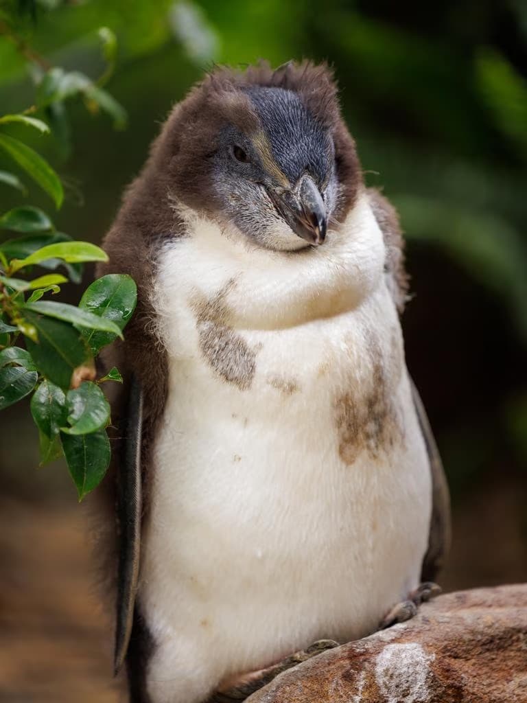 Fiordland Penguin chick