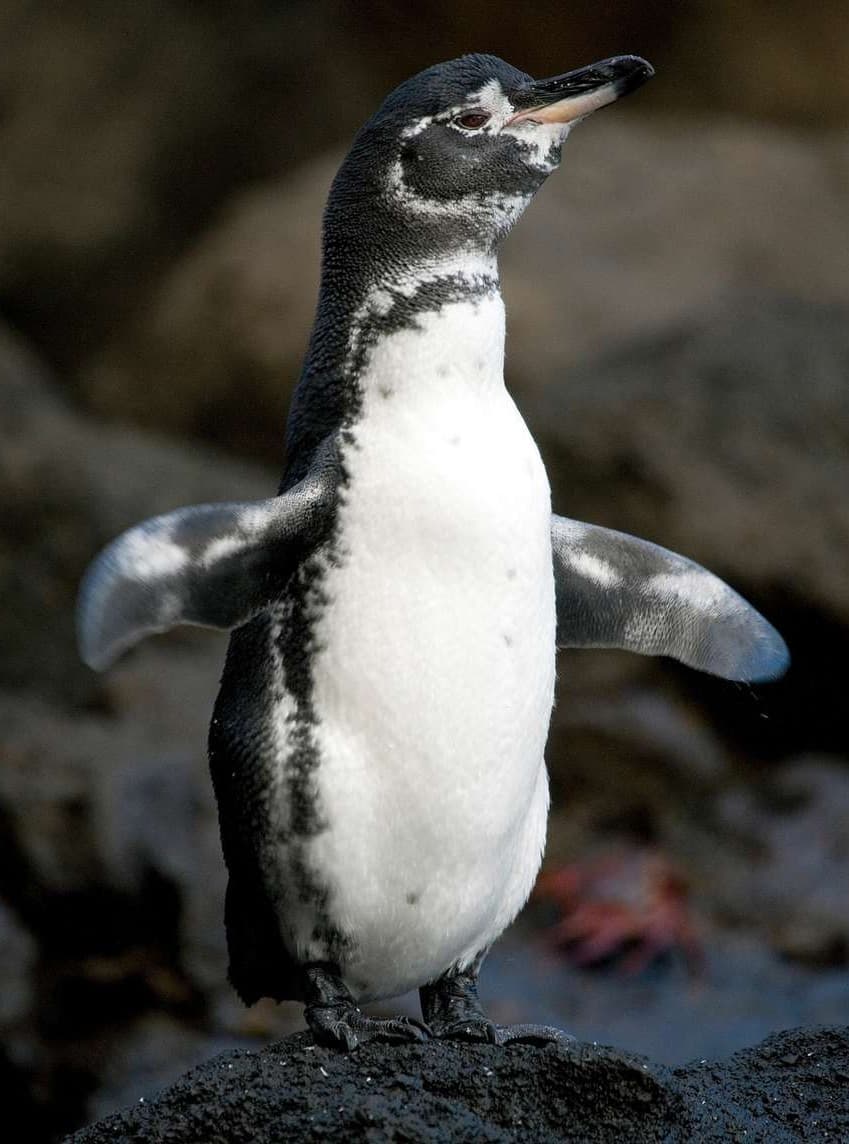 Galapagos Penguin adult