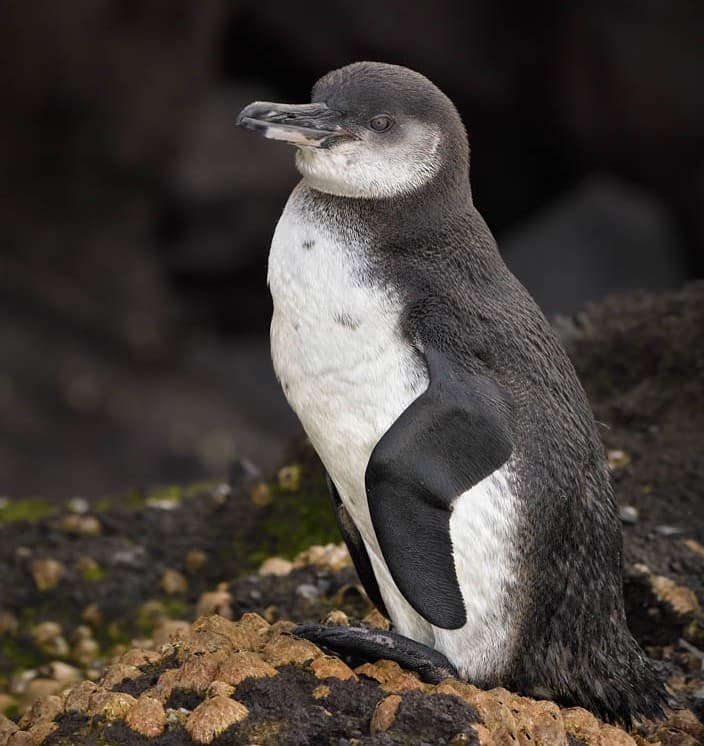 Galapagos Penguin chick