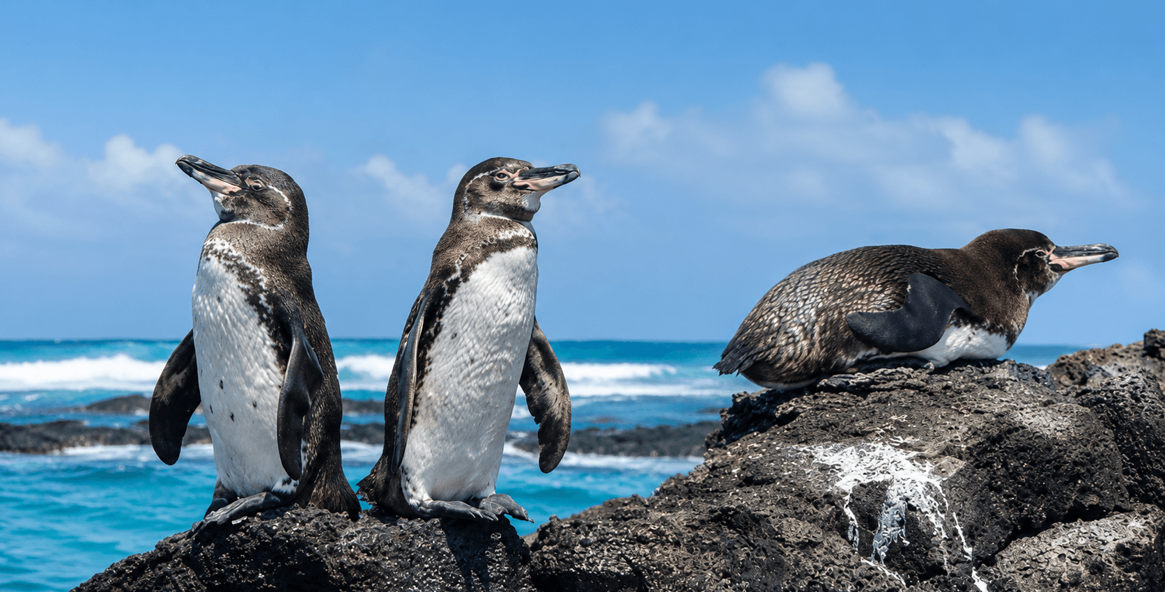 Galapagos penguins