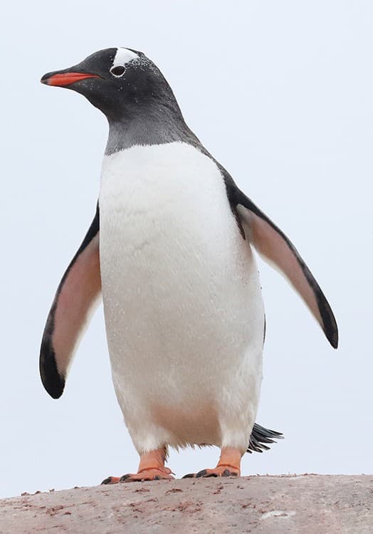 Gentoo Penguin adult