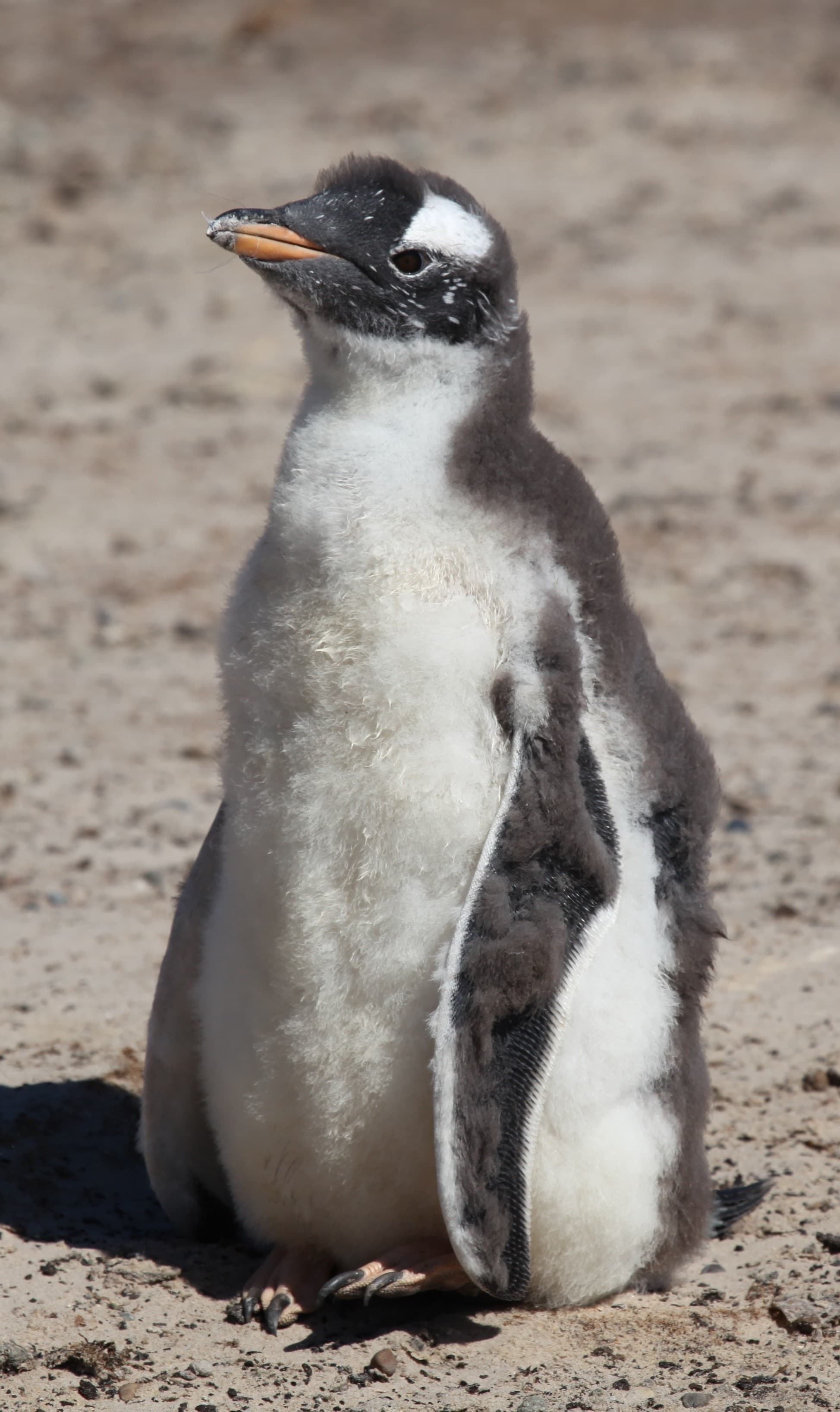 Gentoo Penguin chick