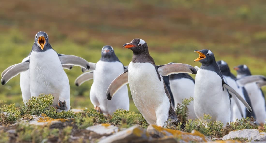 Gentoo penguins