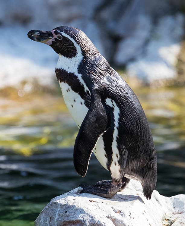 Humboldt Penguin adult