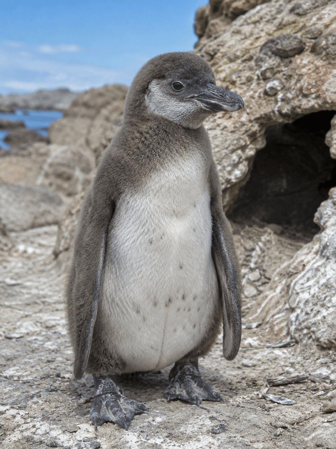 Humboldt Penguin chick