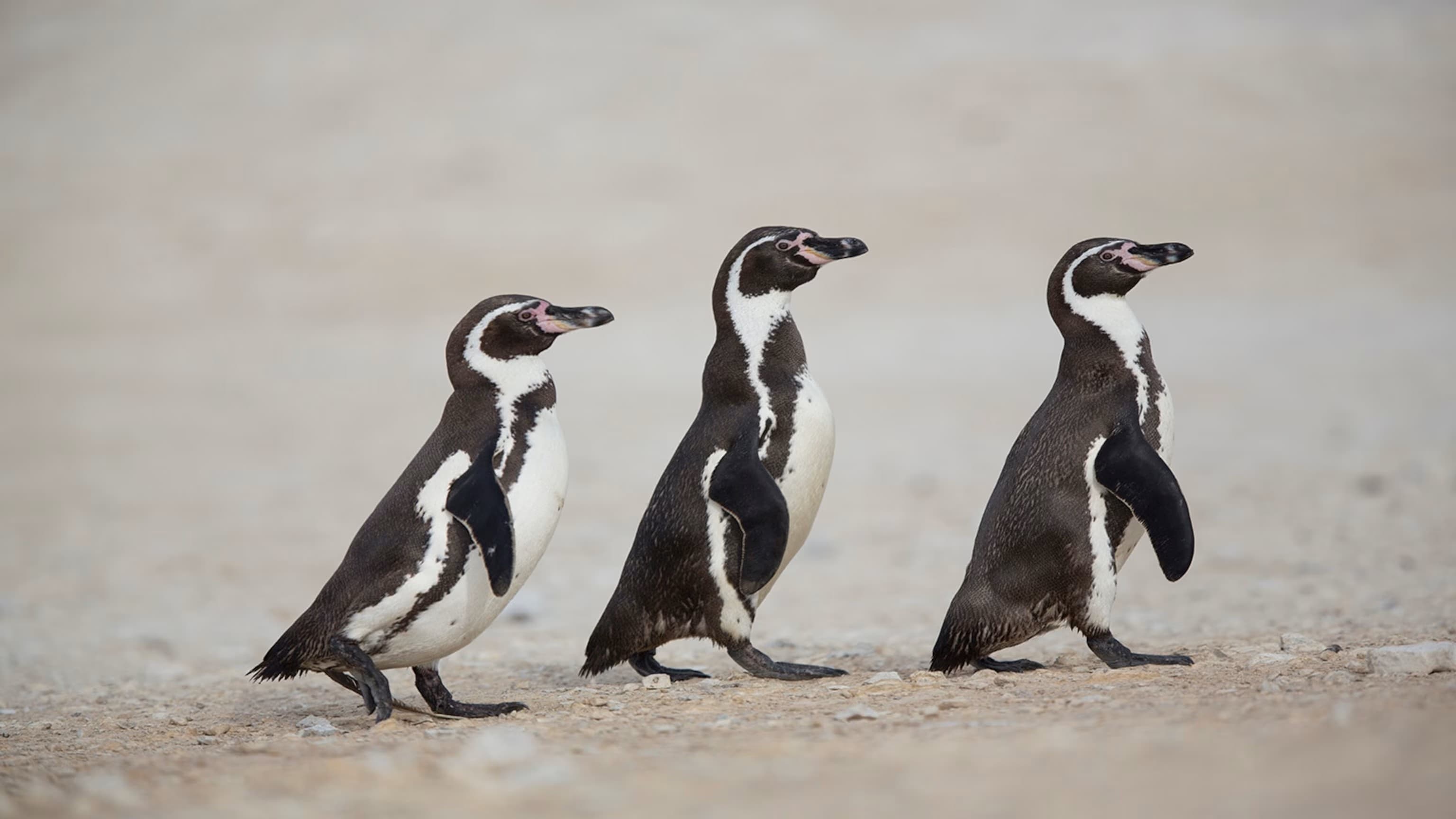Humboldt penguins