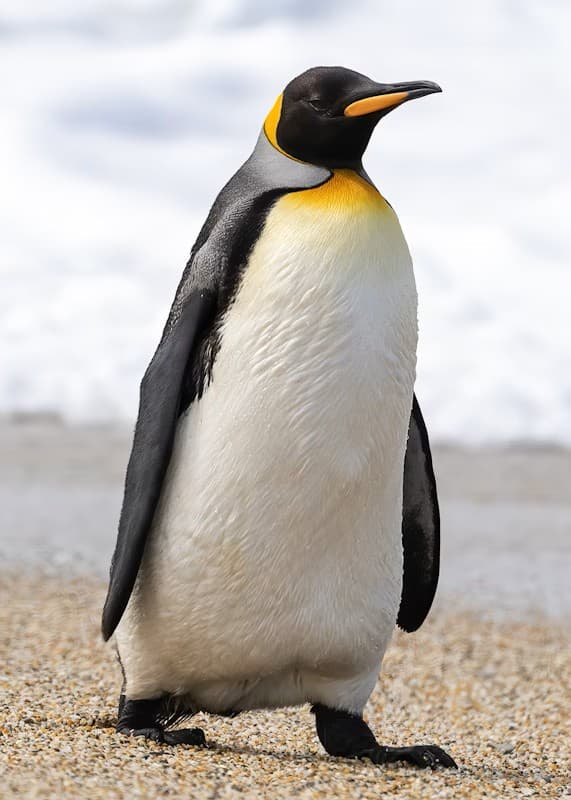 King Penguin adult
