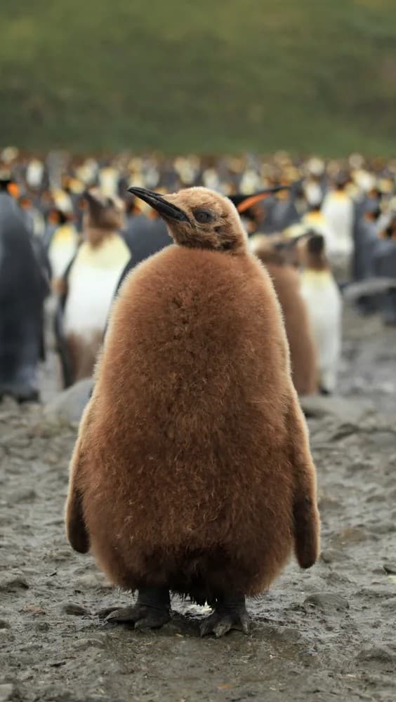 King Penguin chick
