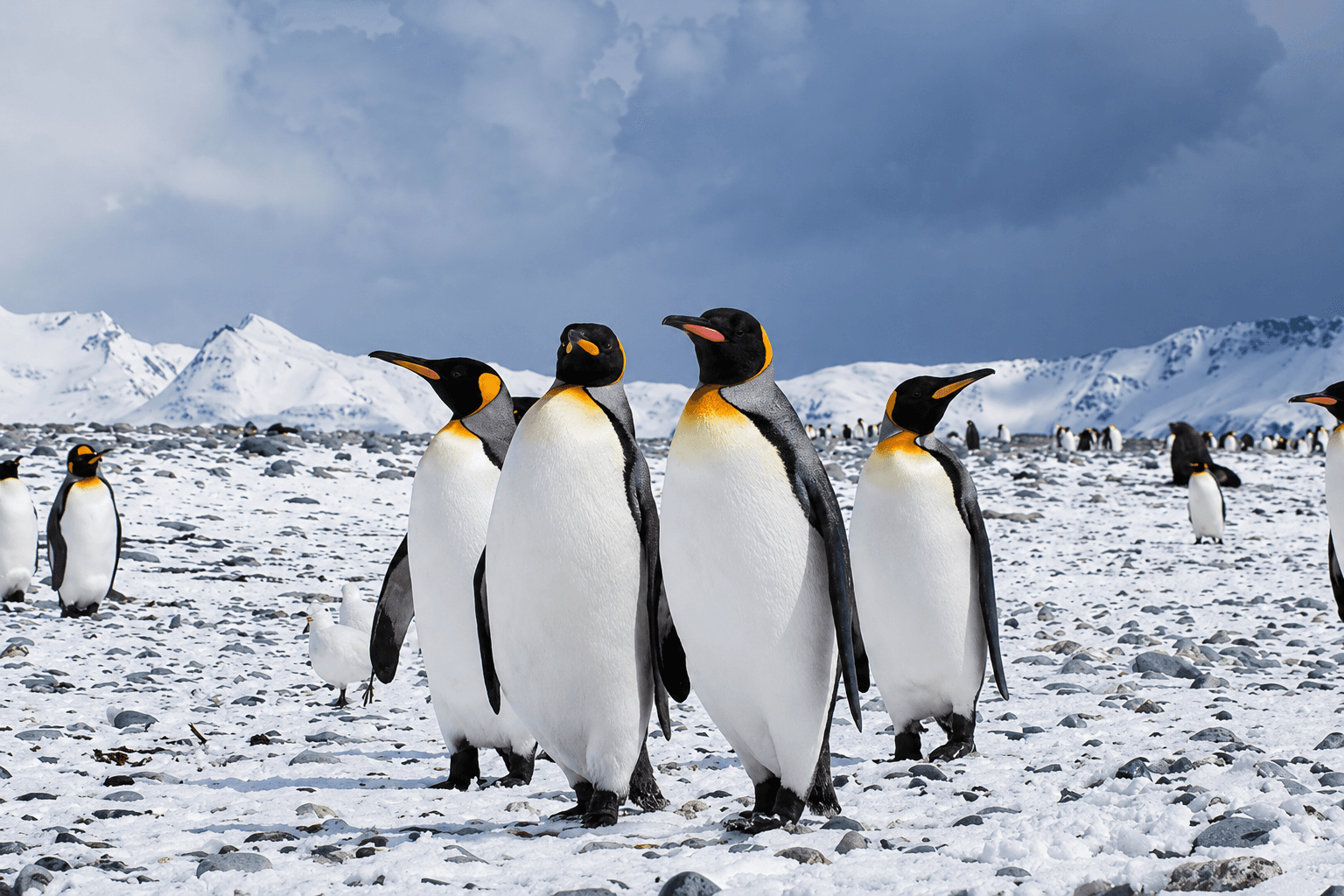 King penguins