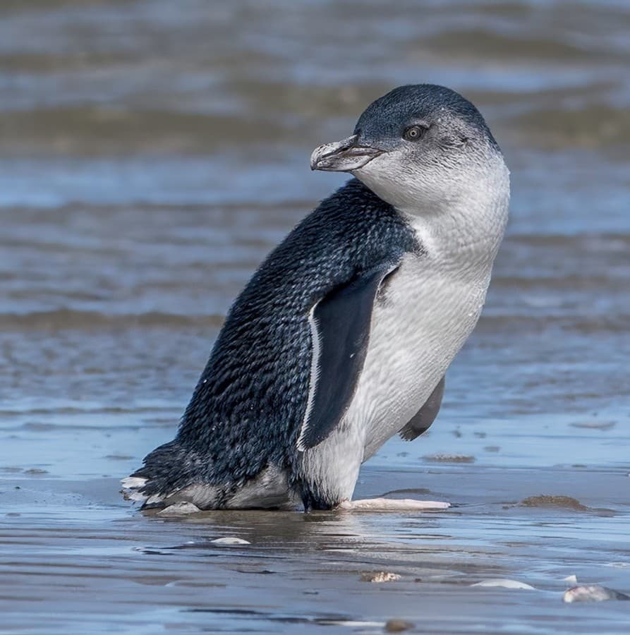Little Penguin adult