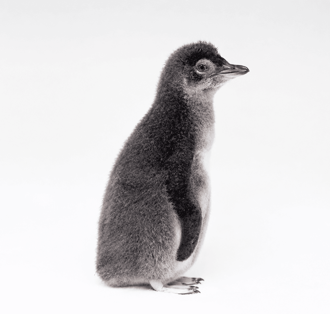 Little Penguin chick