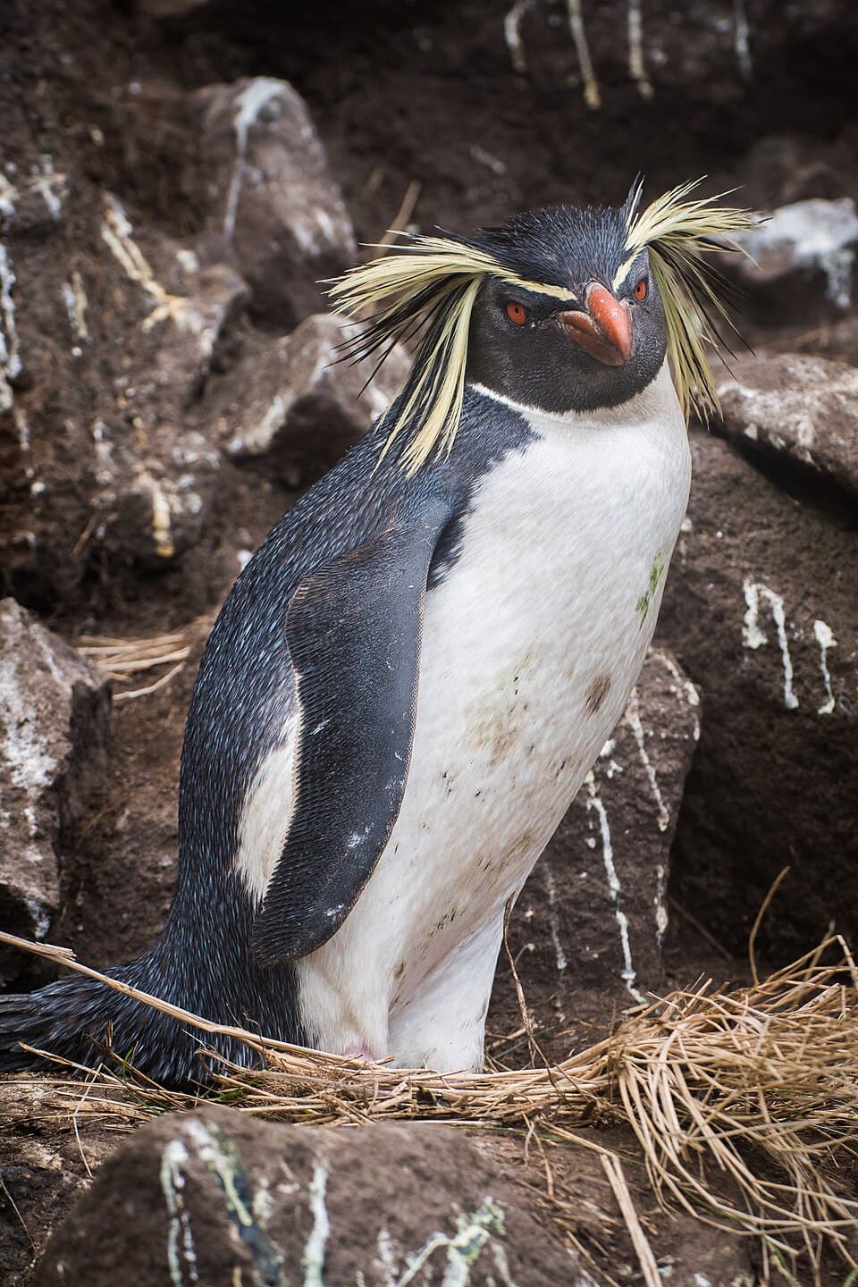 Royal Penguin adult