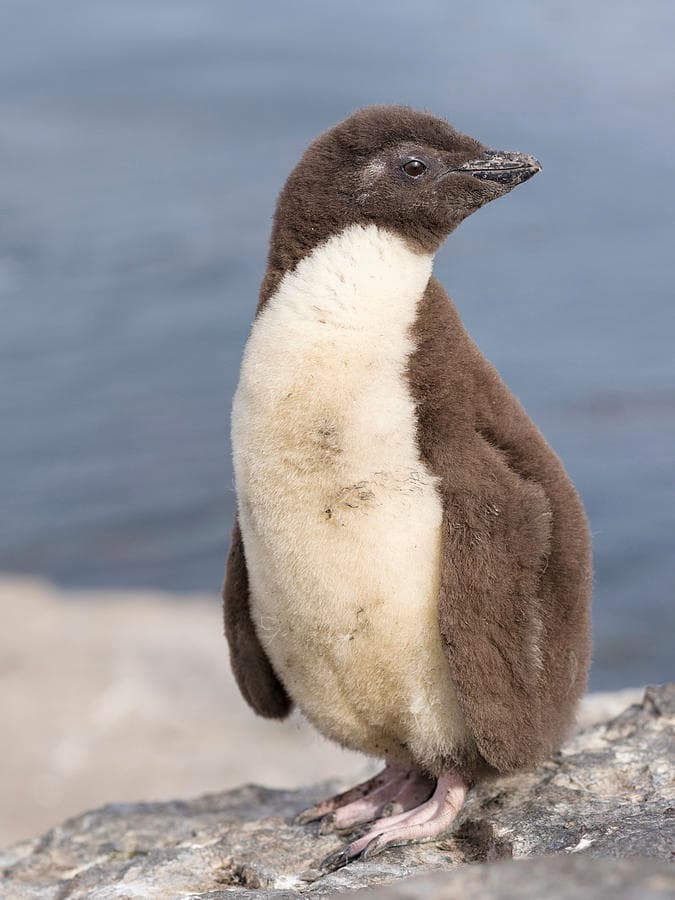 Royal Penguin chick