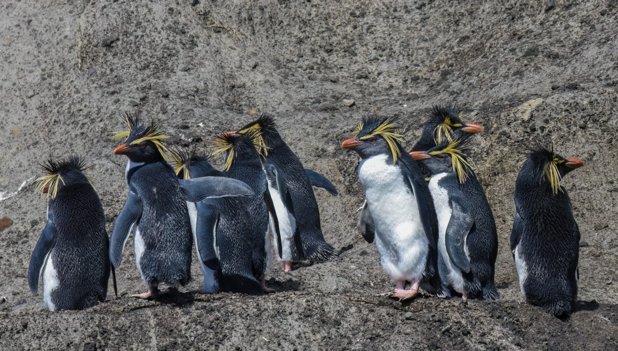Royal penguins