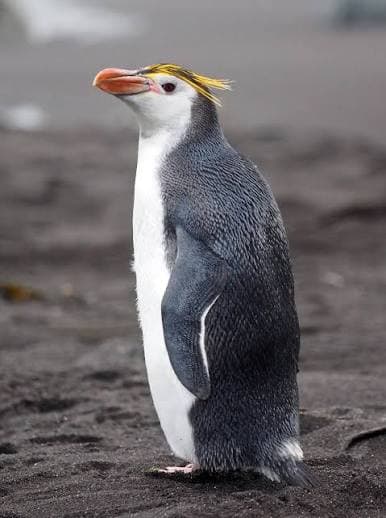 Royal Penguin adult