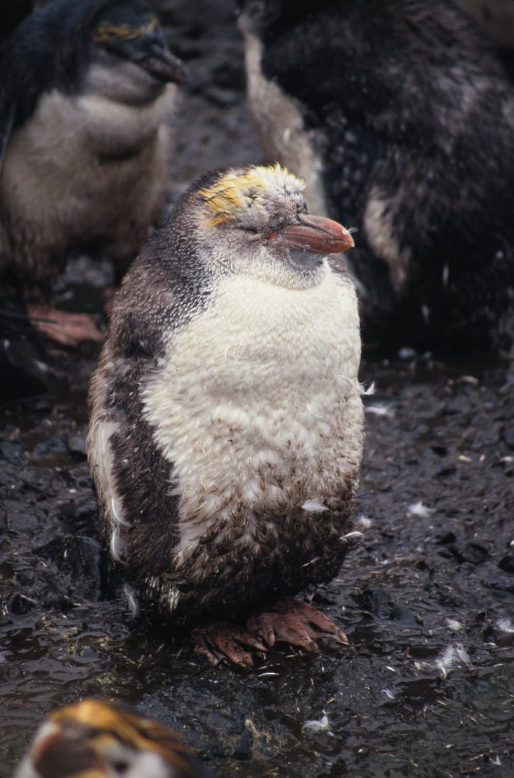 Royal Penguin chick